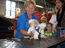 dierenwinkel3
