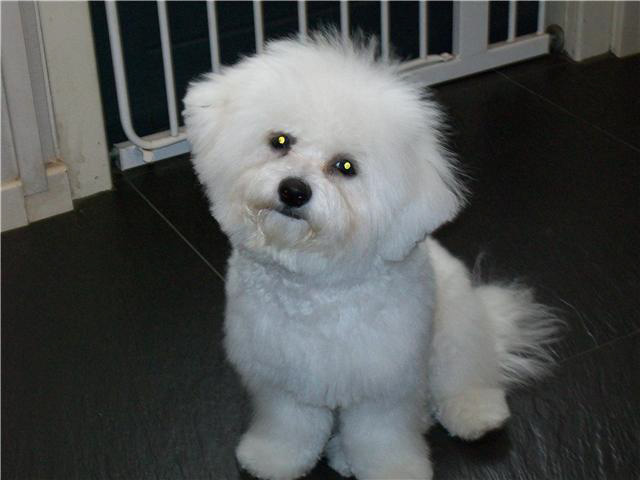 bichon