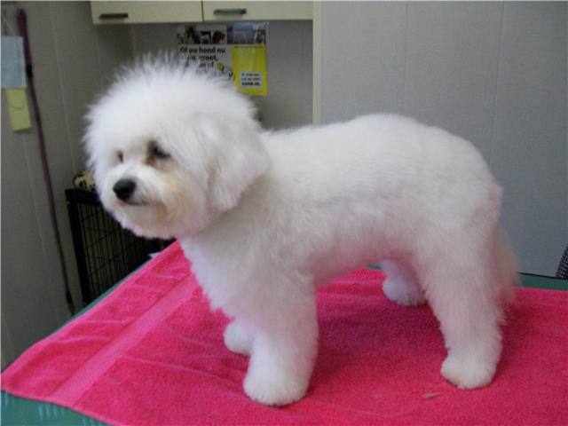 bichon2