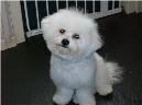 bichon