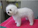 bichon2