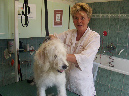 goldendoodle2