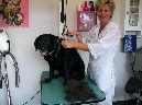 hondenfoto's%20001